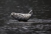 Larga seal in water - Kamchatka Russia 