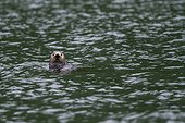 Sea otter in water - Kamchatka Russia 