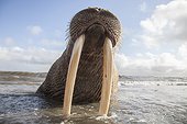 Pacific Walrus on shore - Chukotka Russia