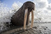 Pacific Walrus asleep on the shore - Chukotka Russia ; Finalists From The 2016 National Geographic Nature Photographer Of The year