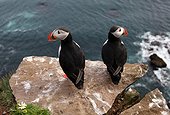 Atlantic Puffins on rocky shore - Iceland