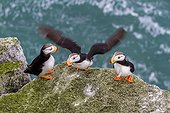 Horned Puffins on rocky shore - Chukotka Russia