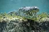 Crocodile américain sous l'eau - Mer des Caraïbes