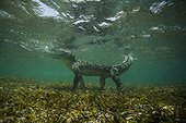 American saltwater crocodile under water - Caribbean sea