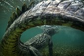 American saltwater crocodile under water - Caribbean sea Highlight Asferico 2015