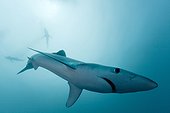 Blue sharks - Atlantic Ocean South Africa