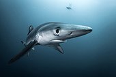 Blue sharks - Atlantic Ocean South Africa ; shy shark Highlight Asferico 2015