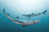 Blue sharks - Atlantic Ocean South Africa