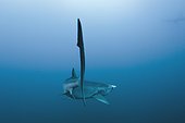 Blue shark - Atlantic Ocean South Africa