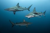 Blacktip sharks group