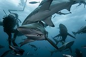 Blacktip sharks group and diver