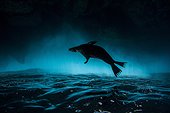 Galapagos sea lion under the waves - Galapagos GDT 2015