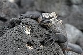 Marine Iguana on rock - Galapagos