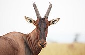 Portrait of Antelope topi - Africa