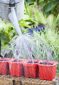 Watering of cuttings in a garden