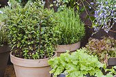 Vegetables and aromatics in pot on a garden terrace