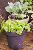 Vegetables and aromatics in pot on a garden terrace