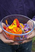 Harvest of edible flowers