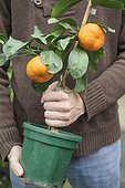 Mandarin tree in the hand of a man