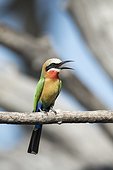 White-fronted Bee-Eater singing on a branch - Chobe Botswana ; above Chobe River
