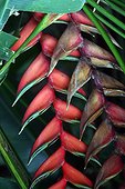 Heliconia flower - Forest Mare Longue Reunion