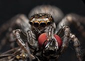 Araignée sauteuse mangeant une mouche - NSW Australie