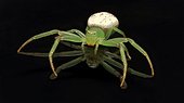 Flower Spider and its reflection - NSW Australia ; on a glossy black glass table showing full underside reflections.