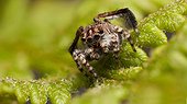 Saitis mutans male jumping spider - Australia