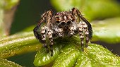 Saitis mutans male jumping spider - Australia