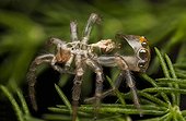 Mue d'Araignée sauteuse Prostheclina pallida - Australie