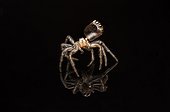 Orange faced jumper spider moult case - Australia ; spider is about 5mm in size.