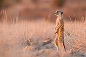 Meerkat keeping vigilant at dawn - Kalahari South Africa