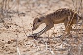 Meerkat catching a millipede - Kalahari South Africa ; Meerkat process millipedes by rubbing them in the sand to remove toxins before eating them.