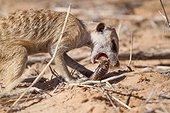 Meerkat catching a millipede - Kalahari South Africa ; Meerkat process millipedes by rubbing them in the sand to remove toxins before eating them.