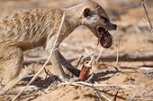 Meerkat eating a millipede - Kalahari South Africa ; Meerkat process millipedes by rubbing them in the sand to remove toxins before eating them.