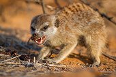 Meerkat eating a millipede - Kalahari South Africa ; Meerkat process millipedes by rubbing them in the sand to remove toxins before eating them.