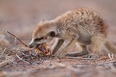 Young Meerkat eating a Scorpion - Kalahari South Africa ; A young meerkat bites the sting off a scorpion before eating it, a behavior that it is taught by an adult.