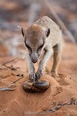 Meerkat capturing a Millipede - Kalahari South Africa ; Meerkat rubbing a large Millipede in the sand to remove excreted toxins before eating