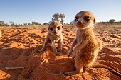 Meerkat pups - Kalahari South Africa