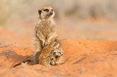 Meerkat babysitting - Kalahari South Africa