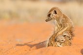 Meerkat babysitting - Kalahari South Africa