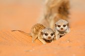 Meerkat babysitting - Kalahari South Africa