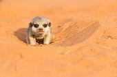 Young Meerkat - Kalahari South Africa