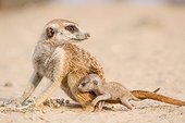 Meerkat with a very young pup - Kalahari South Africa ; An adult Meerkat with a very young pup on it's first day out of the burrow