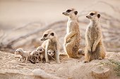 Meerkats with very young pups - Kalahari South Africa ; An adult Meerkat with a very young pup on it's first day out of the burrow