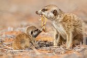 Meerkat feeding a pup - Kalahari South Africa ; Meerkat feeding a dead scorpion to a young Meerkat pup