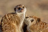 Meerkats allogrooming - Kalahari South Africa