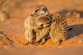 Meerkats allogrooming - Kalahari South Africa
