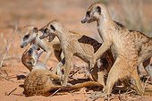 Meerkats play fighting - Kalahari South Africa
