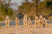 Meerkats warming - Kalahari South Africa ; to catch the last of the suns energy before returning to their burrow.